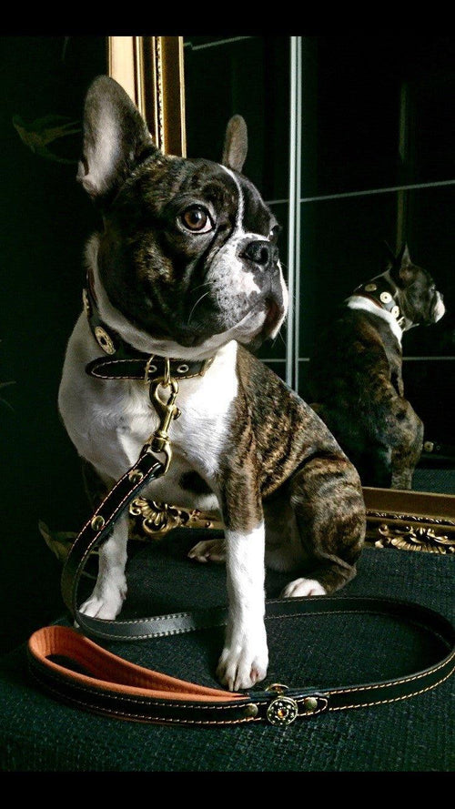 ''Bijou'' leather lead orange pour chiens et chats - image 2