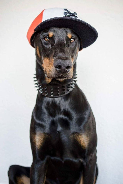 ''Black Giant'' collar fuer Hunde - Bild 2