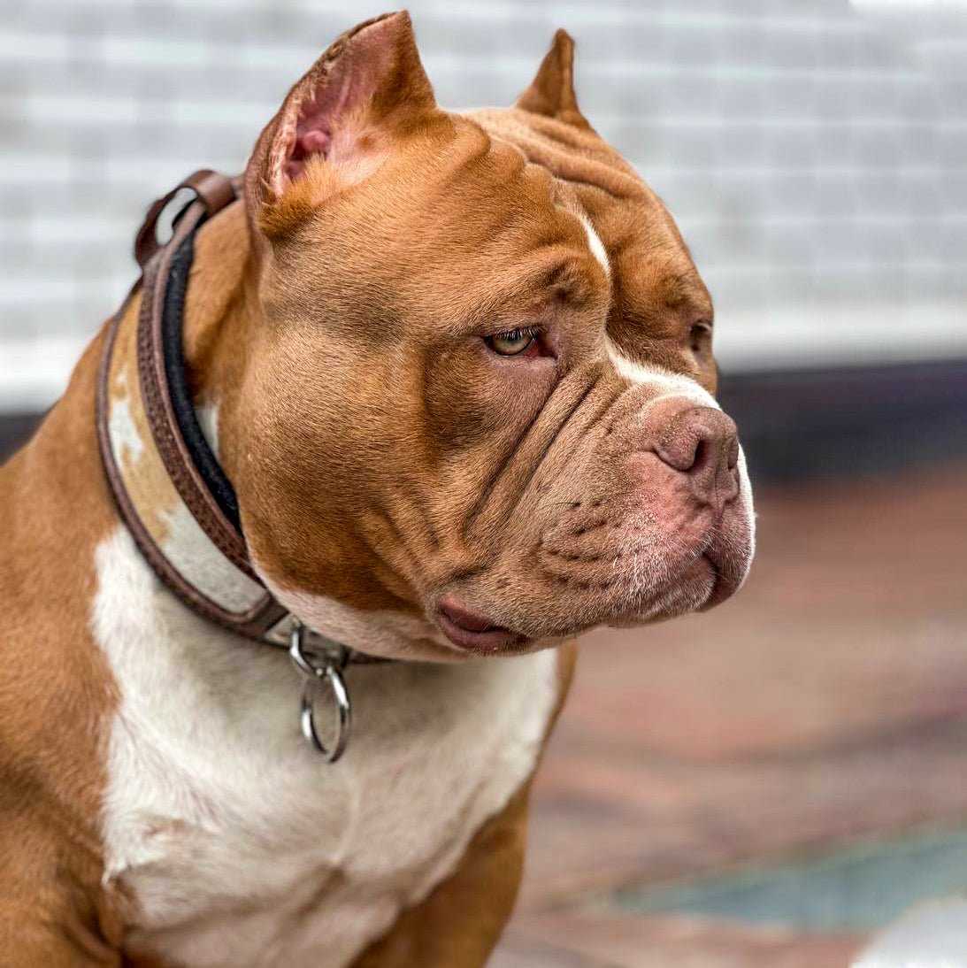 "Buffalo" collar per cani - immagine 3