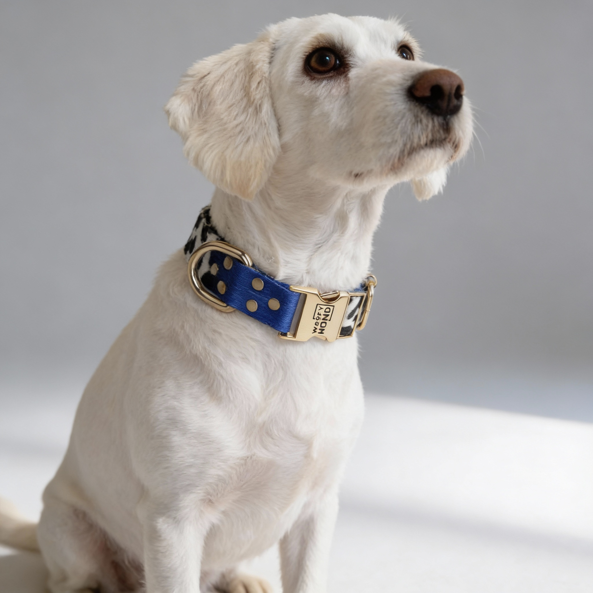 Halsband Blueberry-1
