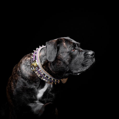 Collar Candy para perro