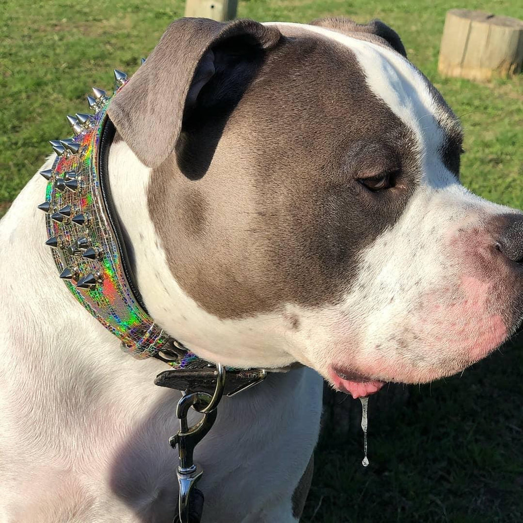 Chameleon Grand chien LIMITED pour chiens