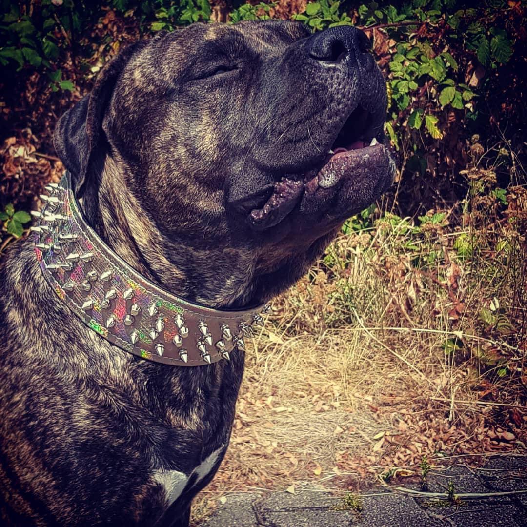 Chameleon Grand chien LIMITED pour chiens