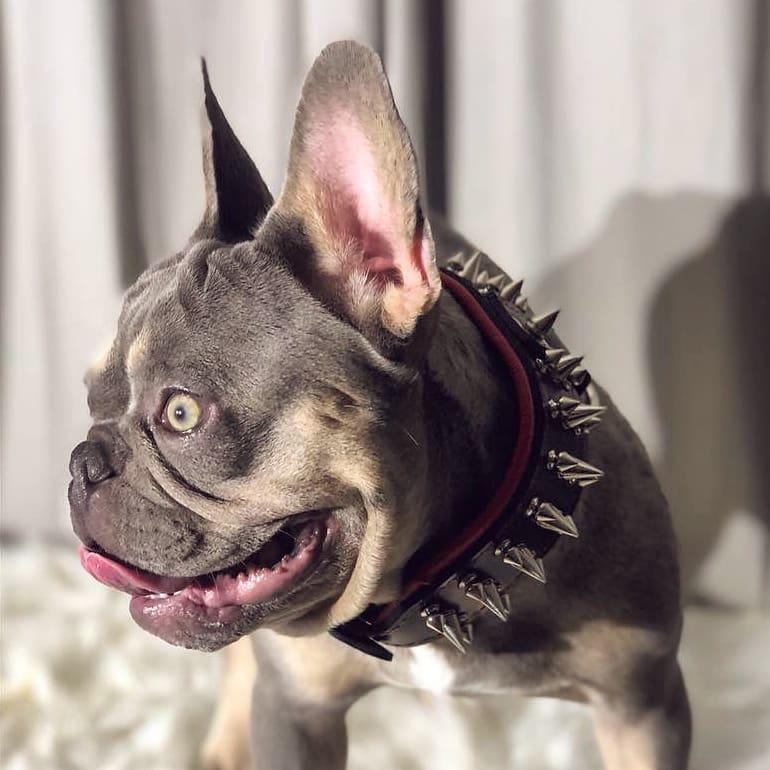 "Danger" collar fuer Hunde