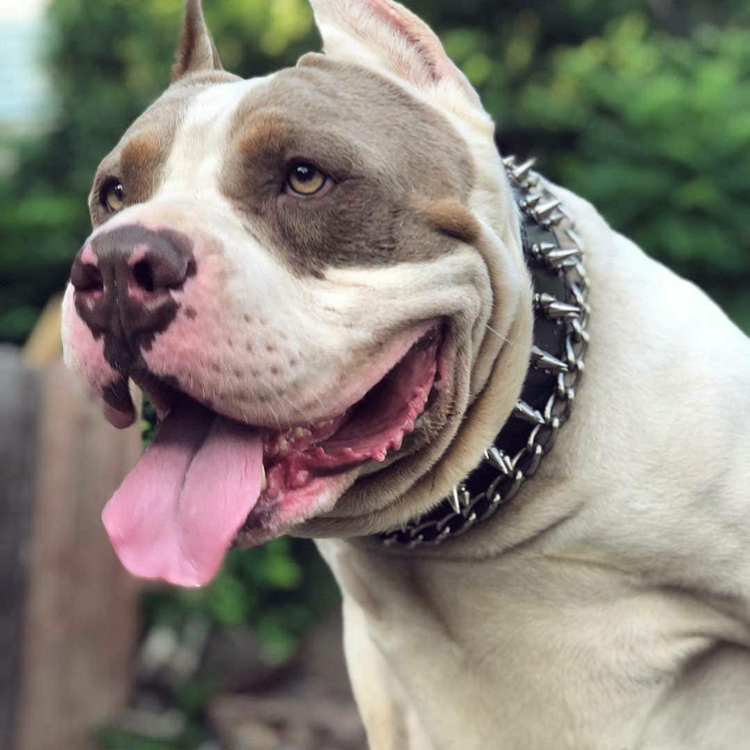 "Danger" collar fuer Hunde