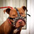 The "Danger" muzzle