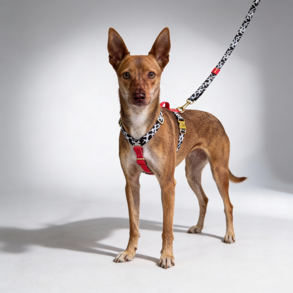 Pettorina per cane Rouge