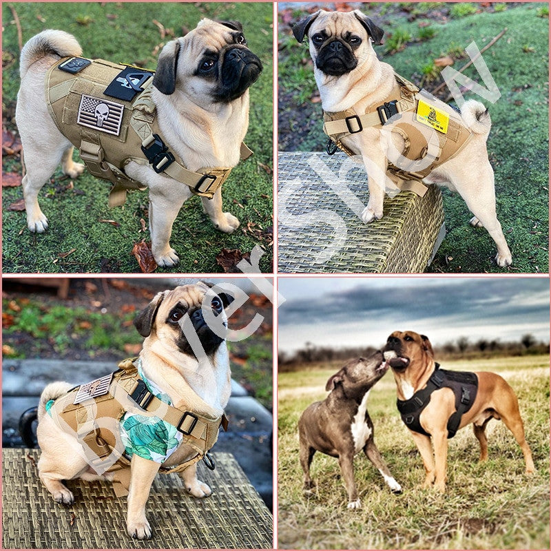 Pas d'harnais pour les grands chiens