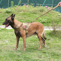 Pettorina imbottita de nylon negro per cani e gatti - immagine 1