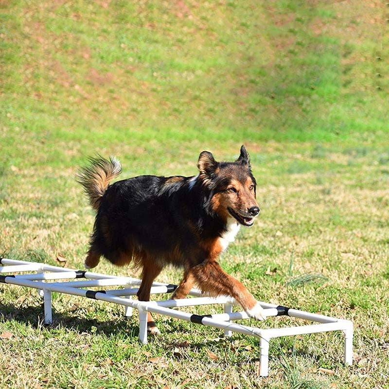 Dog handling equipment de plastico para perros y gatos - imagen 1