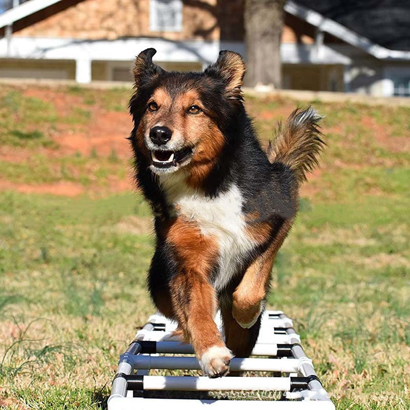 Dog handling equipment de plastico para perros y gatos - imagen 5