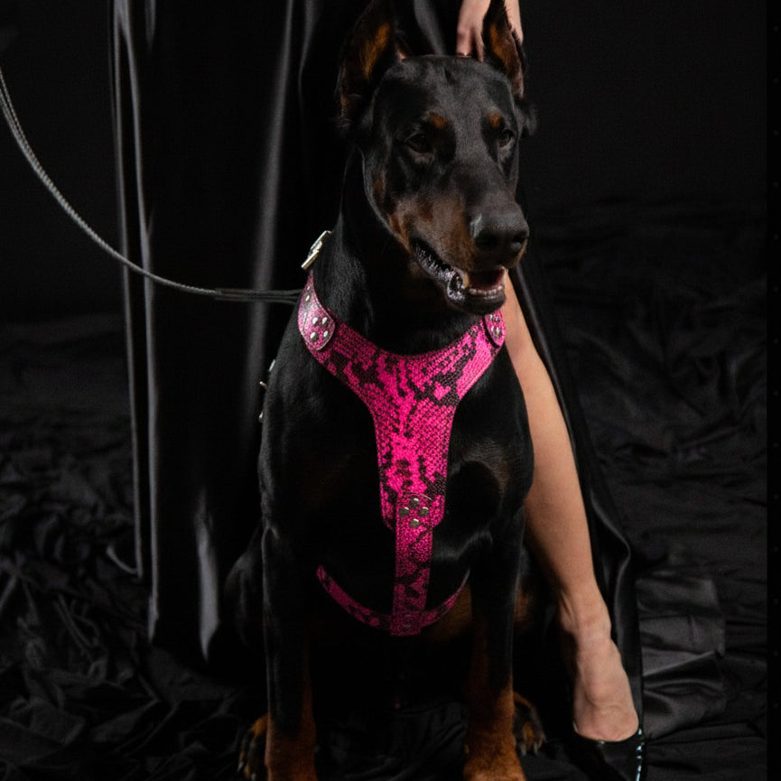 The ''Rock Python'' harness PINK for dogs - image 2