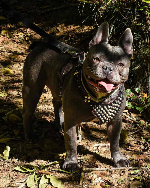 Rascador de cuerda suave de cuero rojo para perros y gatos - imagen 2