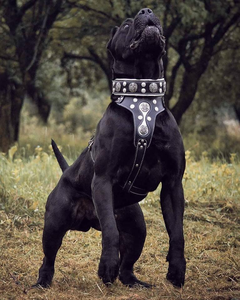 "Hektor" collar fuer Hunde
