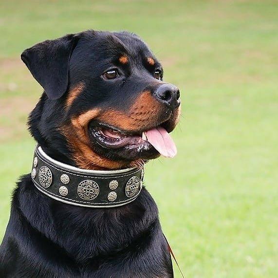 "Hektor" collar fuer Hunde