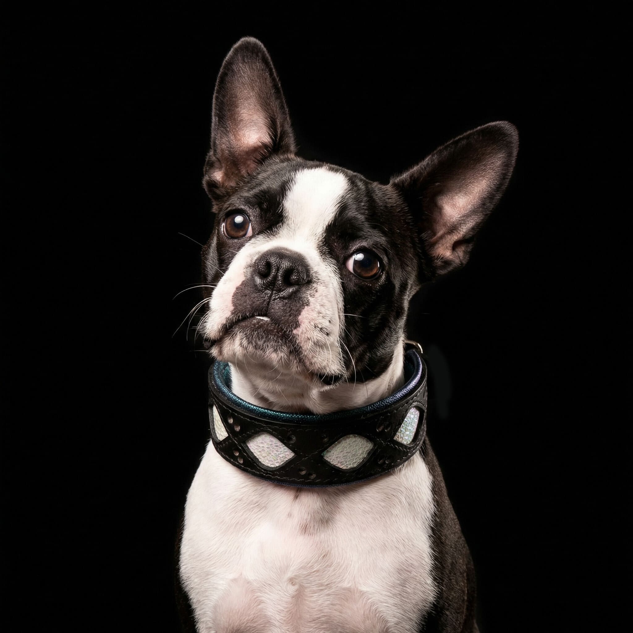 The Avatar Collar para perros - imagen 5