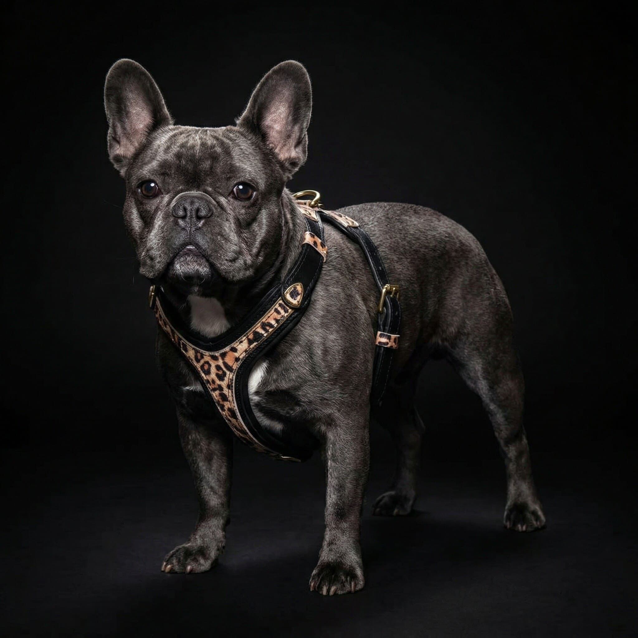 The Leopard Harness Small to Medium Size for dogs and cats - image 4