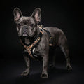 The Leopard Harness Small to Medium Size