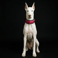 The ''Spine'' collar