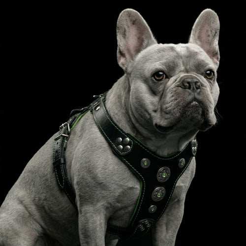 Arnés Bijou negro y verde para perros, vista 2