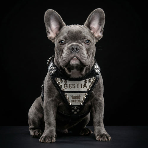 Arnés Metal personalizado para perros pequeños y medianos, vista 2