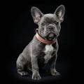 The ''Nostalgia Rose'' puppy collar