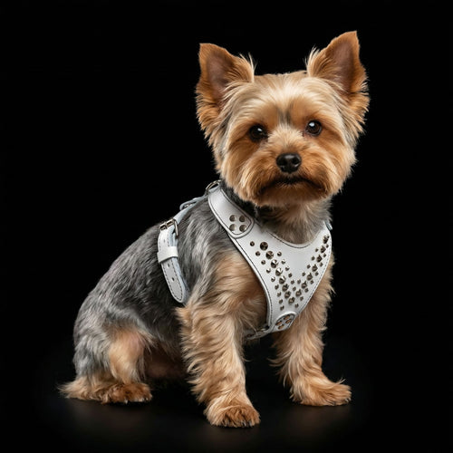 ''Star'' Harness Small to Medium size fuer Hunde - Bild 2