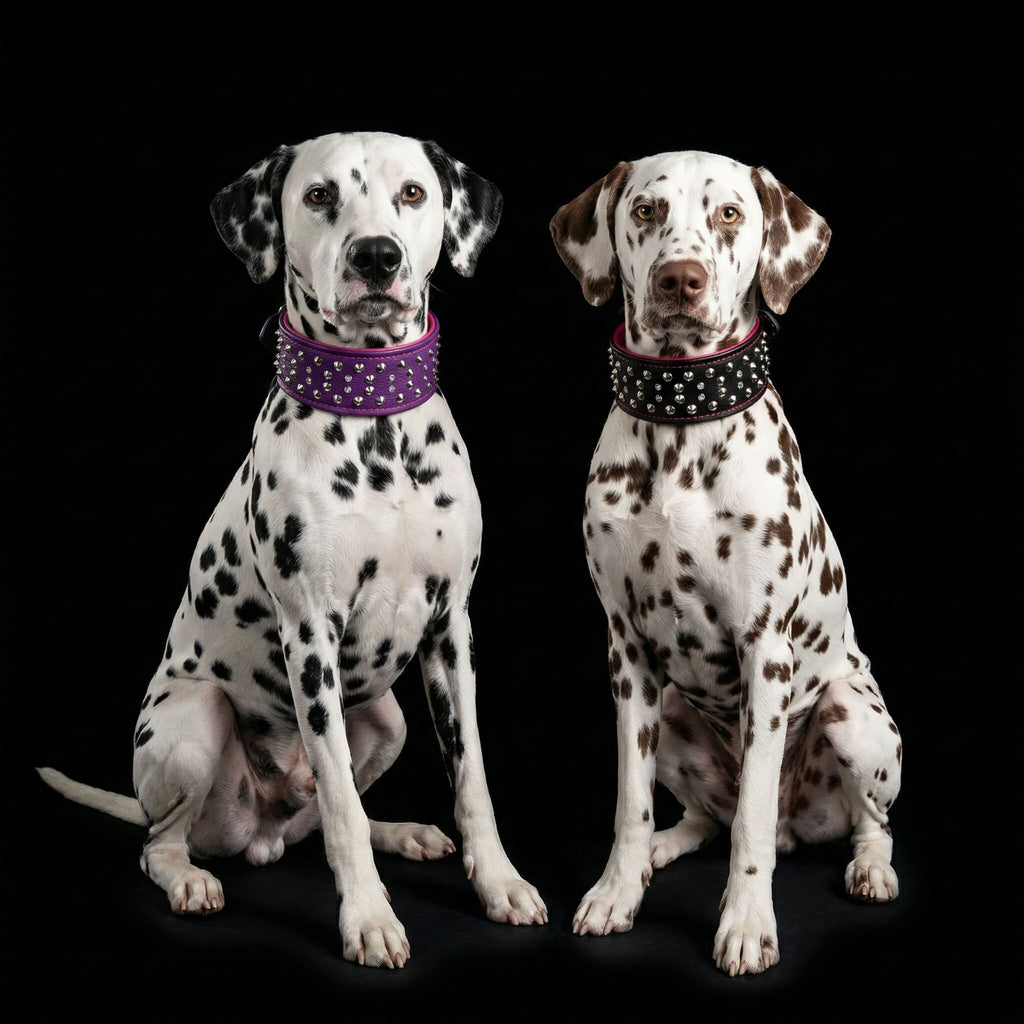 "Crystal" 2.8 inch wide soft leather collar para perros y gatos