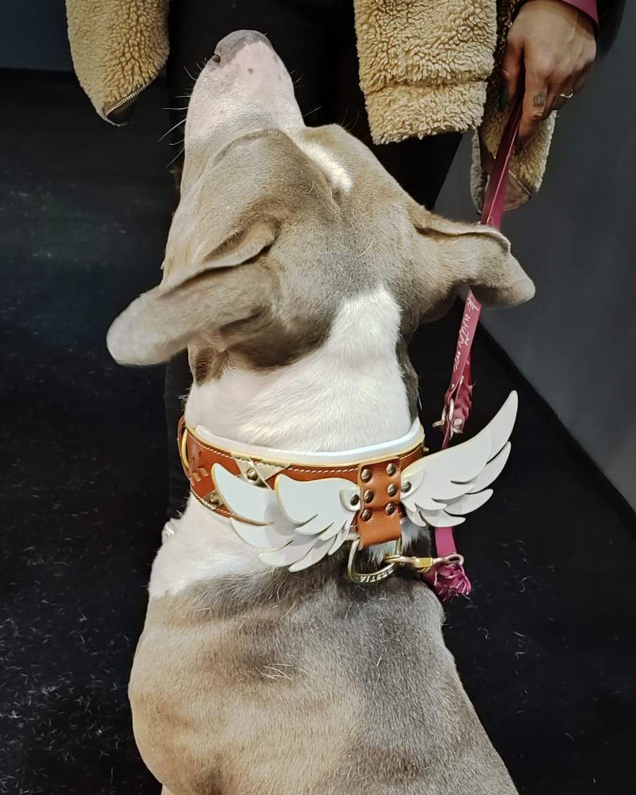 Hermes Collar fuer Hunde und Katzen - Bild 2