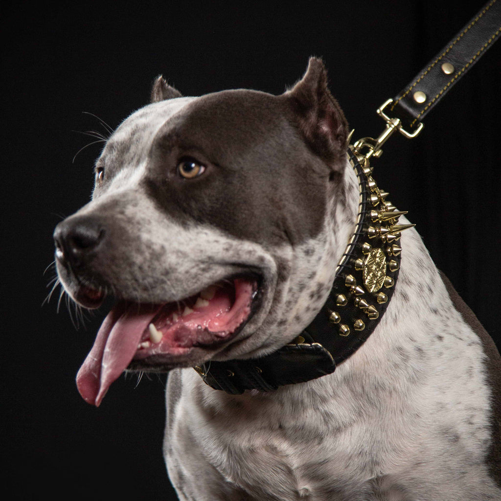 ''Imperium'' hand stitched 8 cm wide show collar para perros - imagen 3
