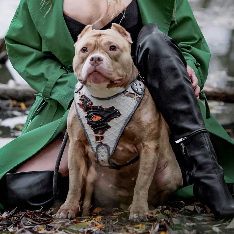 The “Dragon's Eye” Harness LIMITED! for dogs - image 4