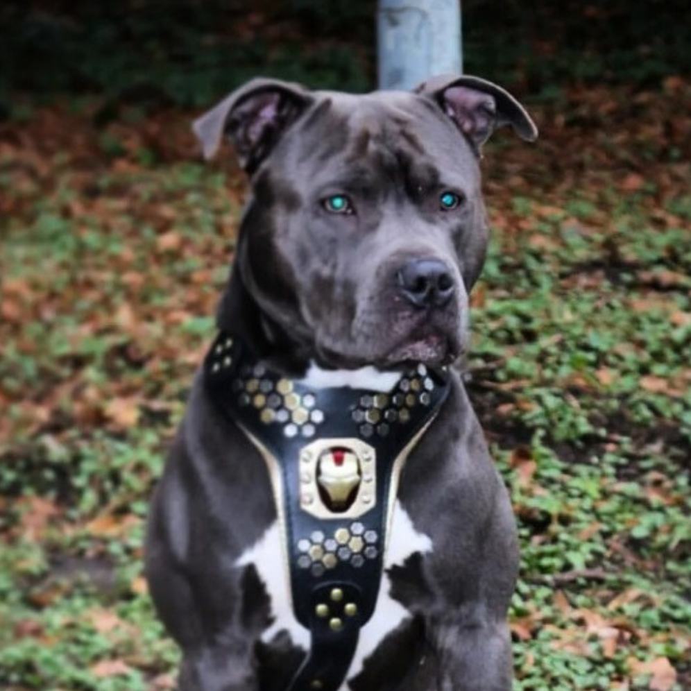 Irondog Harness for dogs - image 3