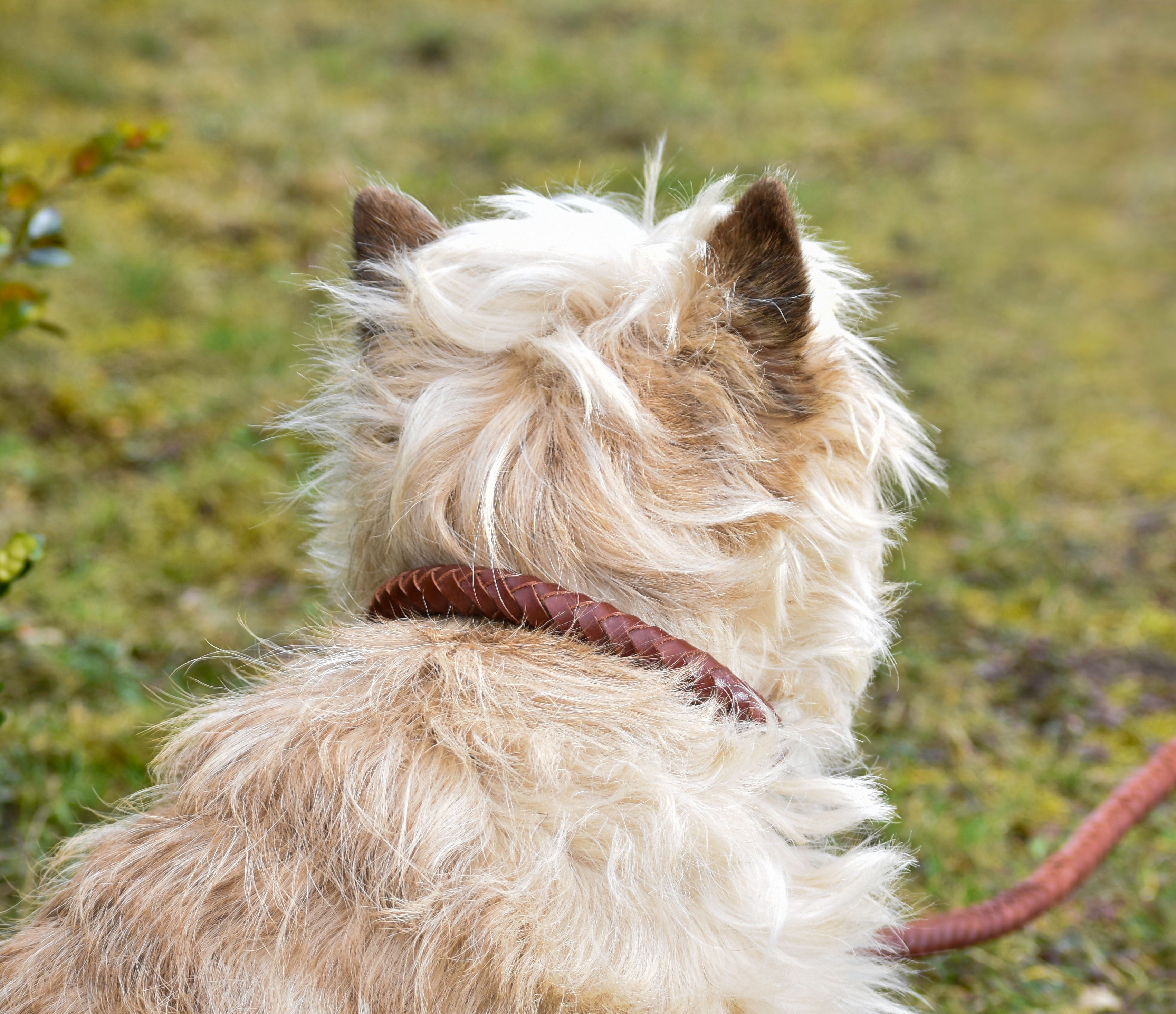 Premium Collare per cane in rounded natural tanned leather