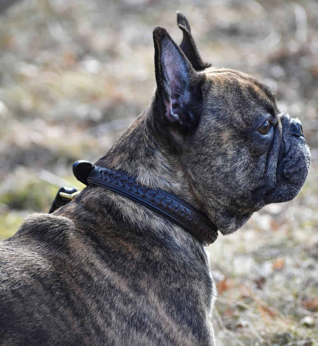 Premium Collare per cane in plaited natural tanned leather