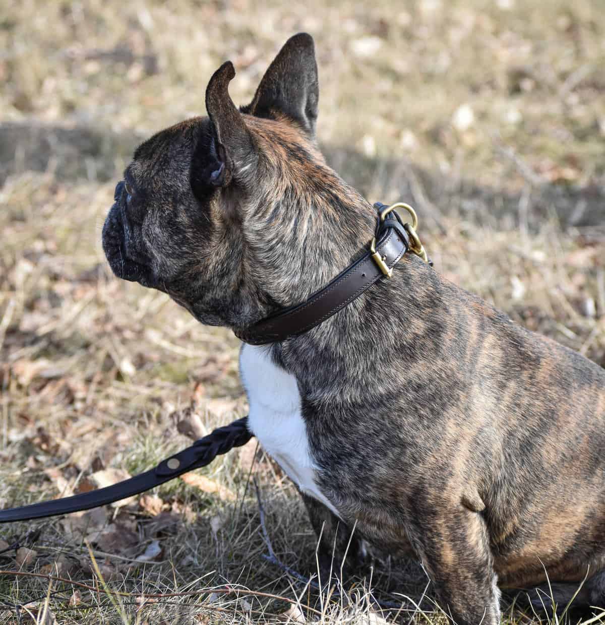 Premium Collier pour chien in plaited natural tanned leather
