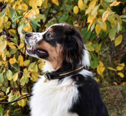 Premium Collare per cane in natural tanned leather and classic clincher