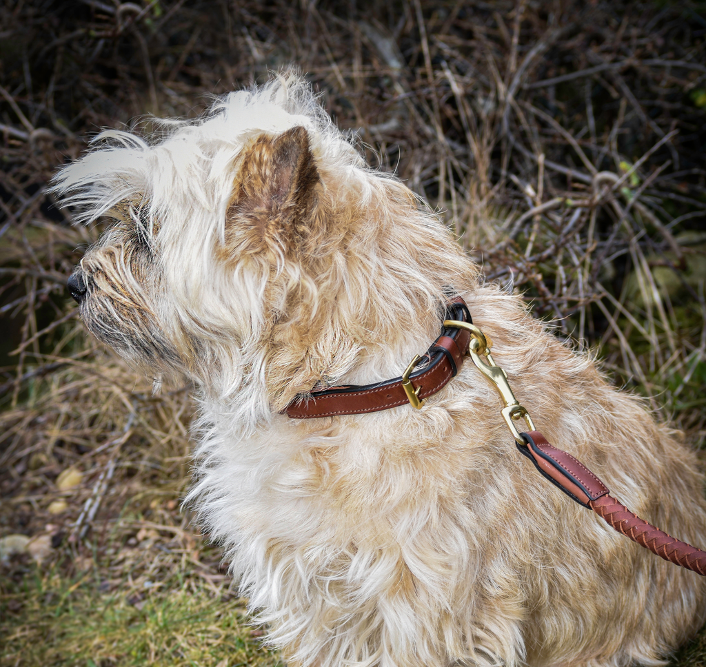 Premium Collare per cane in rounded natural tanned leather