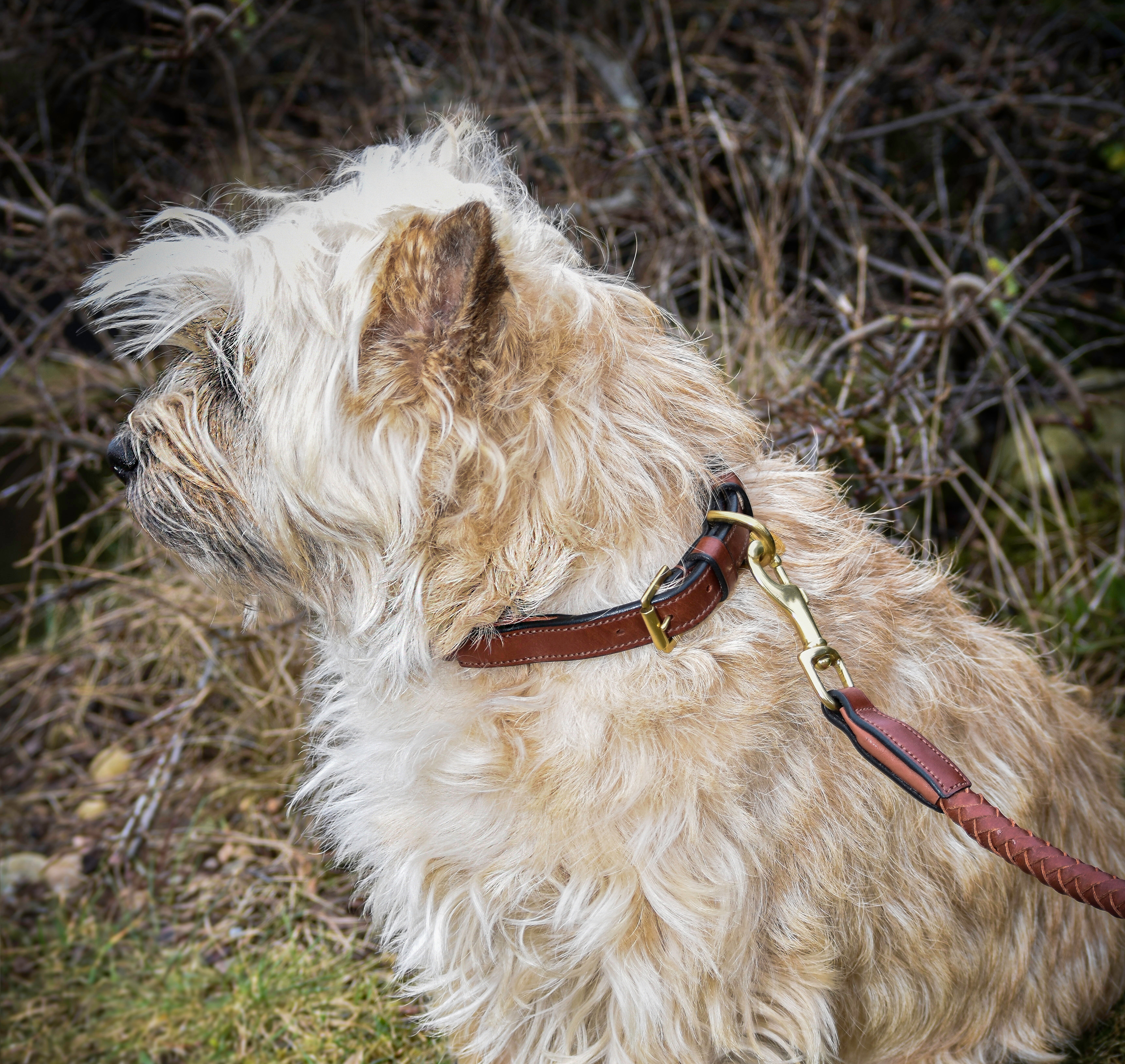 Premium Collare per cane in rounded natural tanned leather