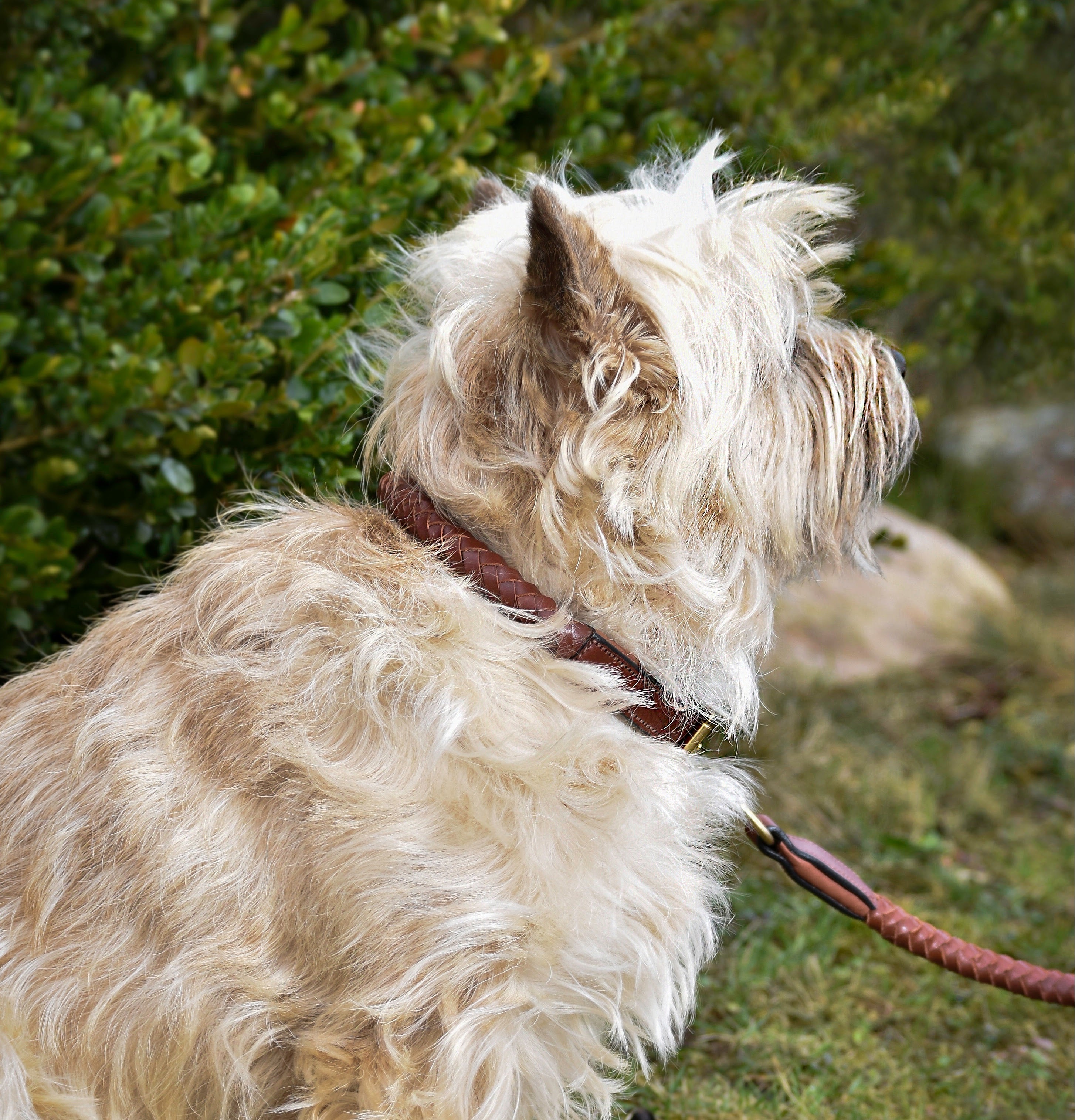 Premium Collare per cane in rounded natural tanned leather