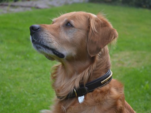 Premium Collare per cane in natural tanned leather and classic clincher