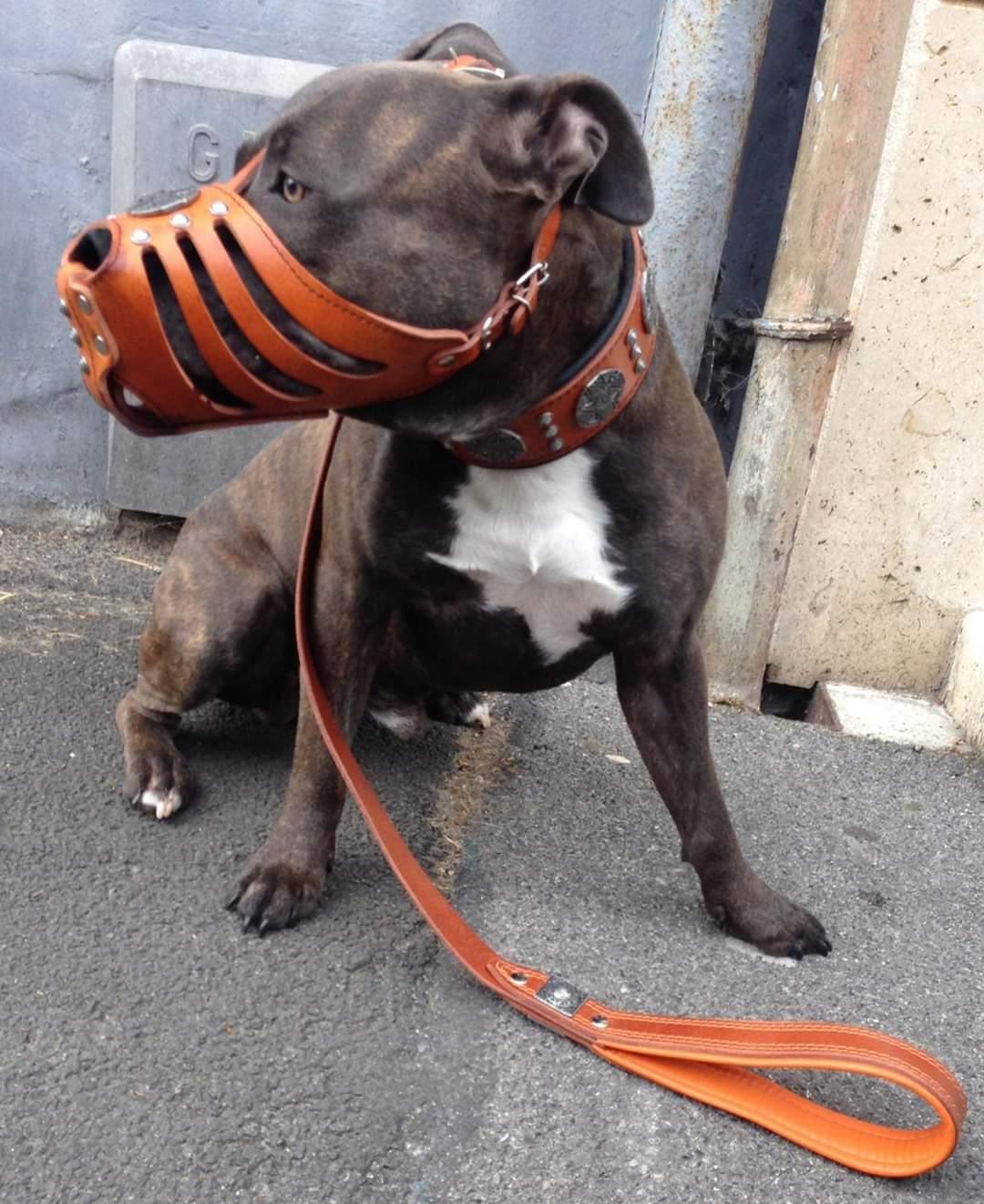 "Maximus" Silberkorb Muzzle