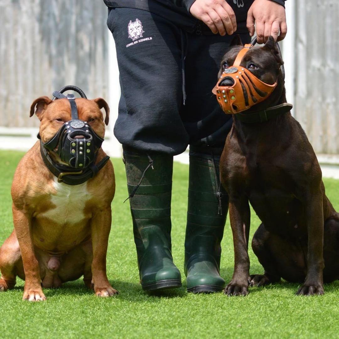 "Maximus" Silberkorb Muzzle