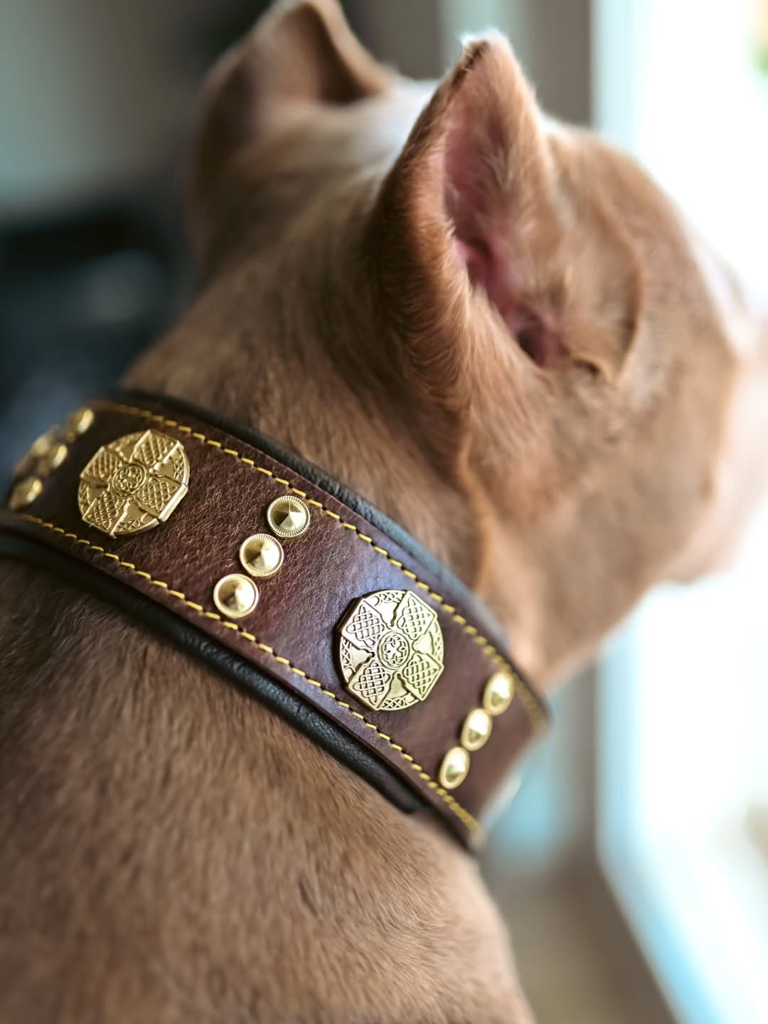 The "Maximus" collar 2.5 inch wide brown & gold per cani e gatti - immagine 4