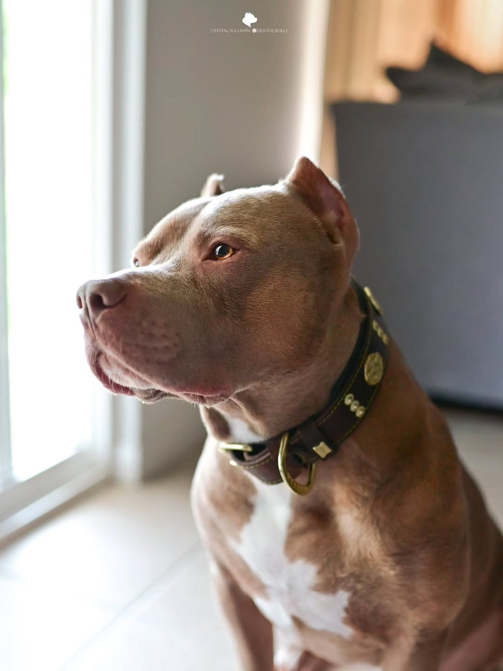 The "Maximus" collar 2.5 inch wide brown & gold per cani e gatti - immagine 3