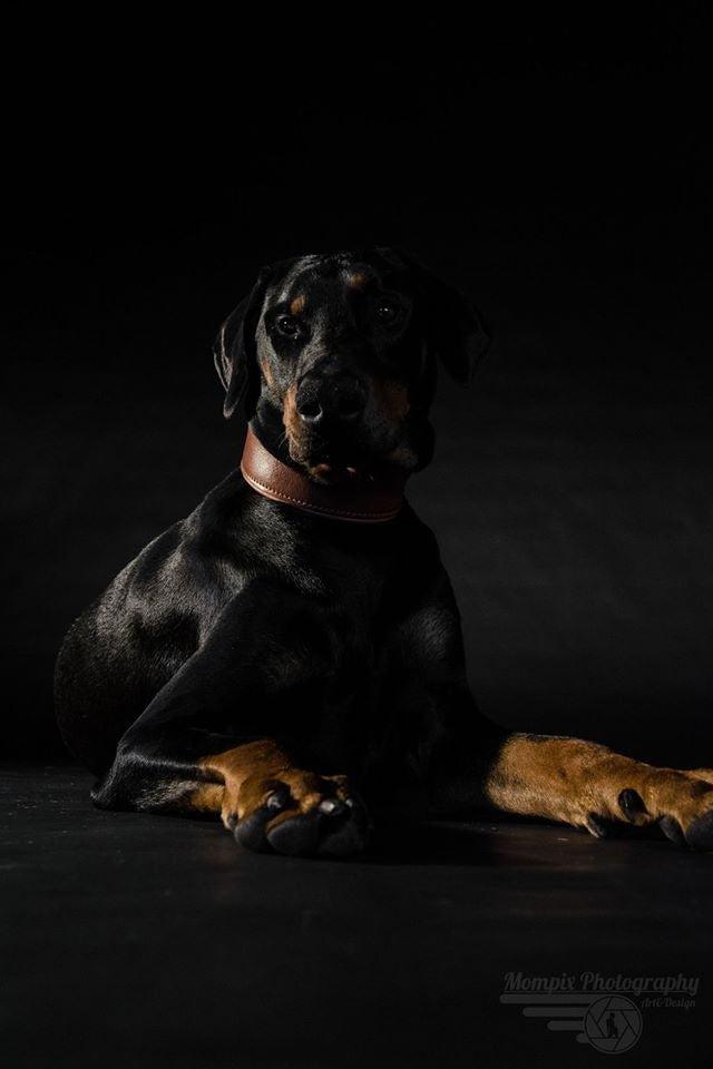Plain "Style" collar brown fuer Hunde und Katzen