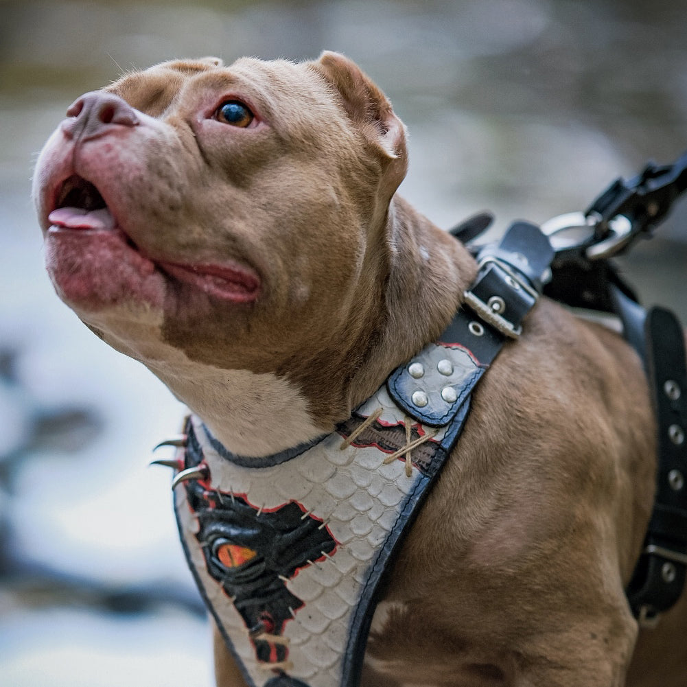 The “Dragon's Eye” Harness LIMITED! for dogs - image 2