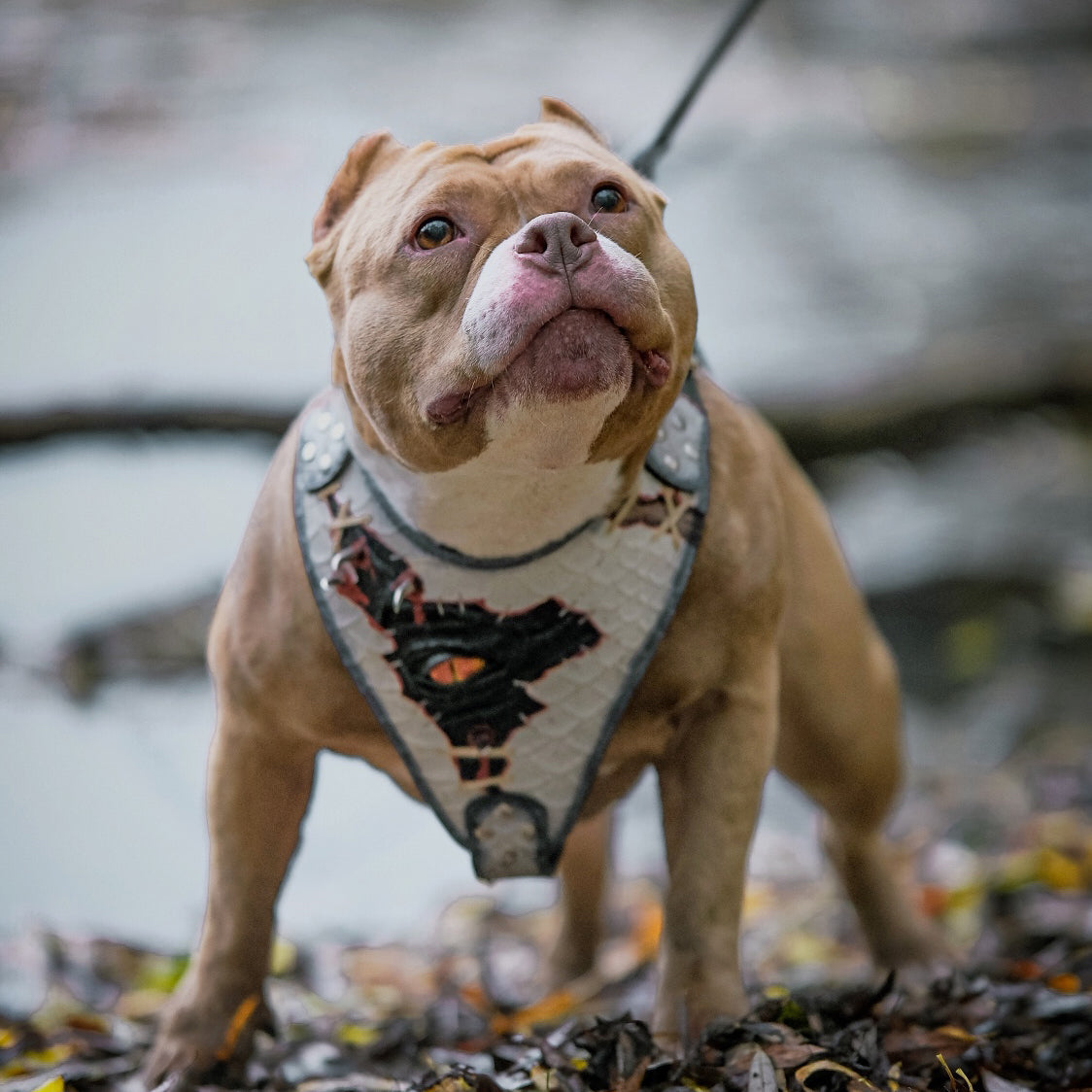 The “Dragon's Eye” Harness LIMITED! for dogs - image 5