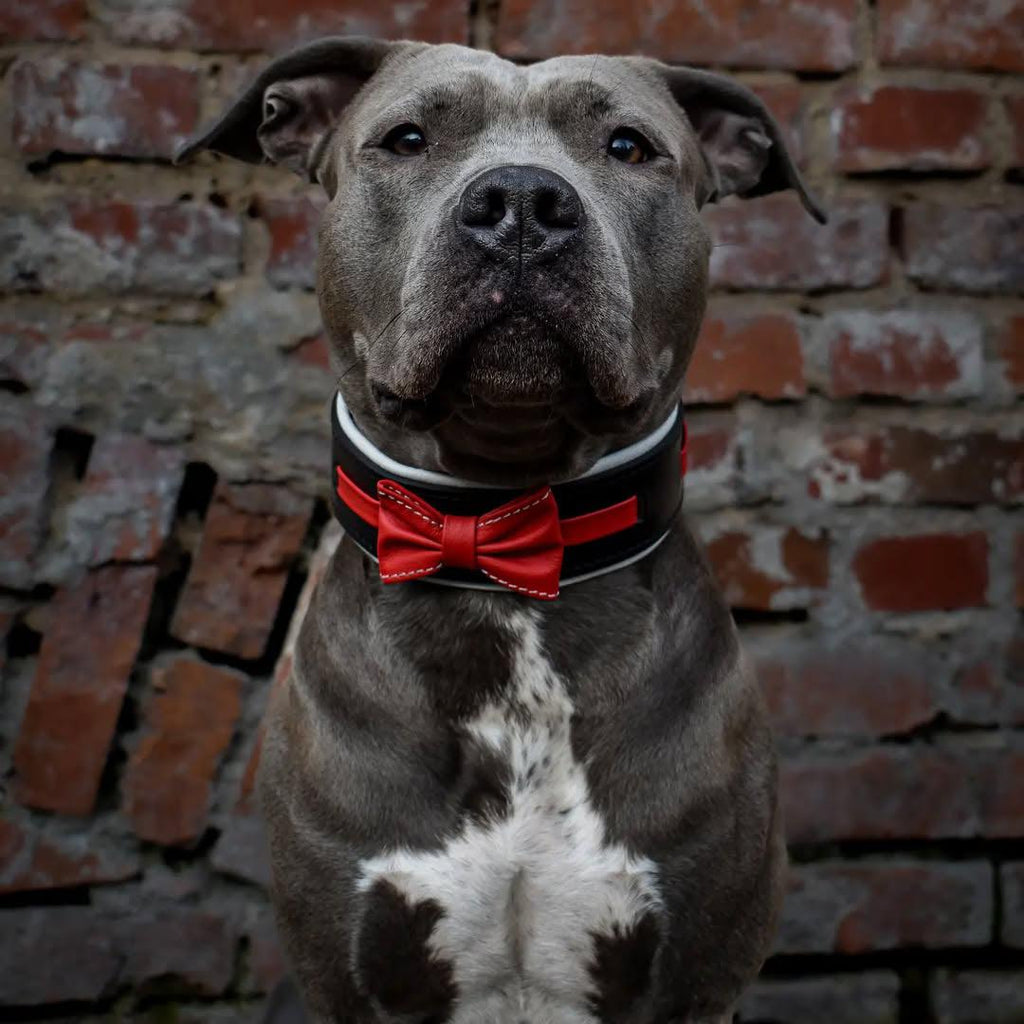 The "Bowtie" collar black pour chiens - image 2
