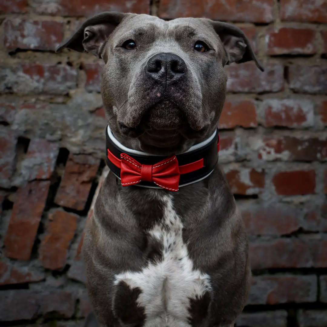 The "Bowtie" collar black pour chiens - image 2