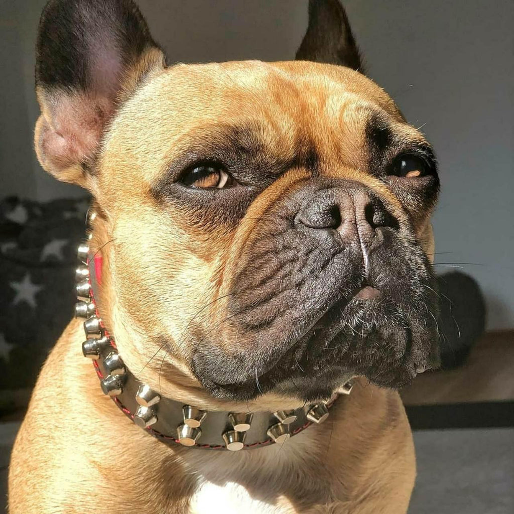"Rocky" collar fuer Hunde
